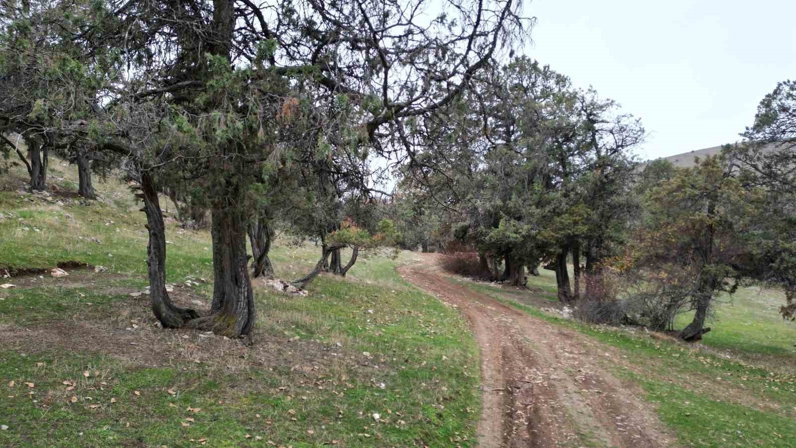 TOKAT'IN GÜNÇALI KÖYÜNDE BULUNAN ARDIÇ ORMANINDA, DANİŞMENDLİLER DÖNEMİNDEN ŞEHİT MEZARLARI...