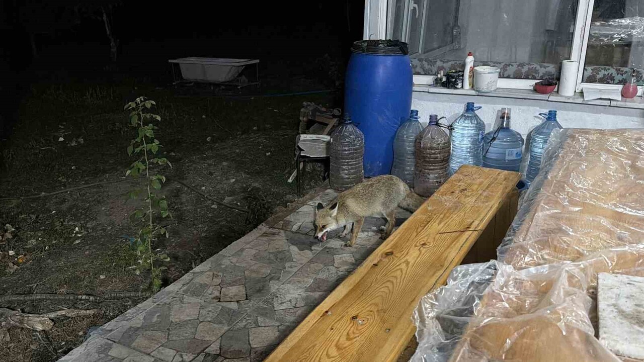 TOKAT’IN ZİLE İLÇESİNDE AŞUR KOÇAK’IN BAĞ EVİNE HER AKŞAM GELEN ÜÇ TİLKİ, VERİLEN ET VE EKMEĞİ...