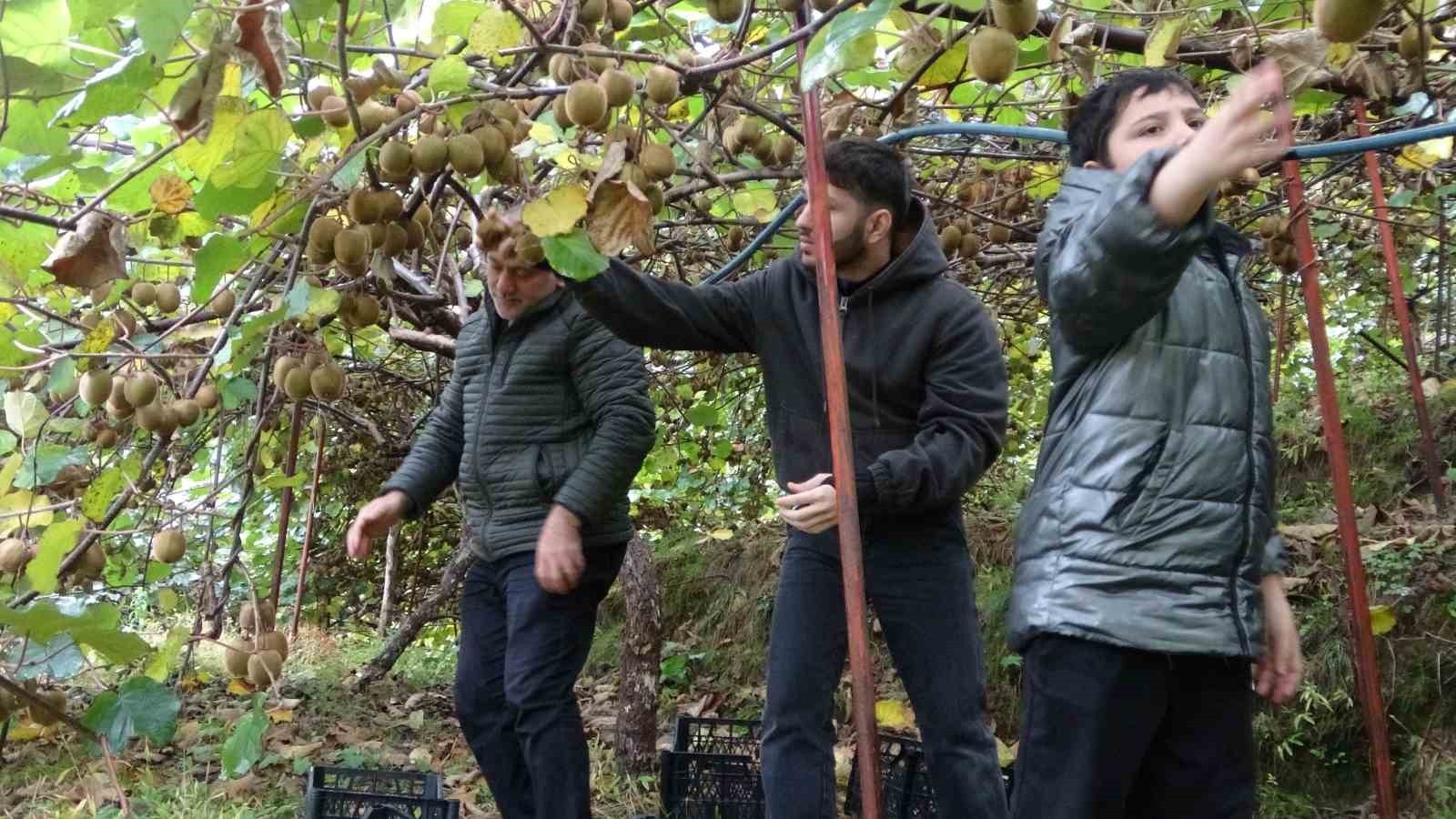 TRABZON'DA KİVİ HASADINA BAŞLANDI