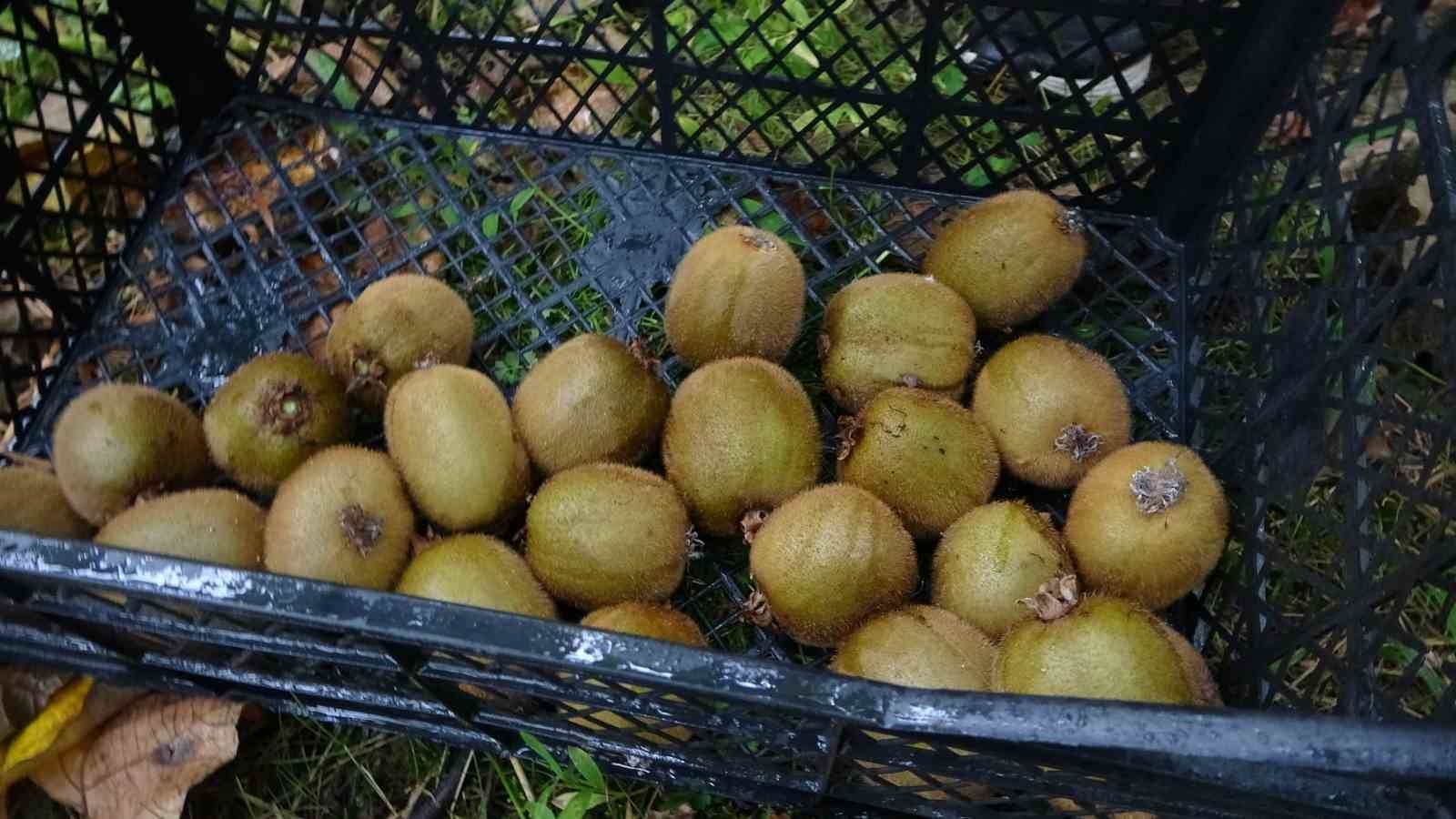 TRABZON'DA KİVİ HASADINA BAŞLANDI