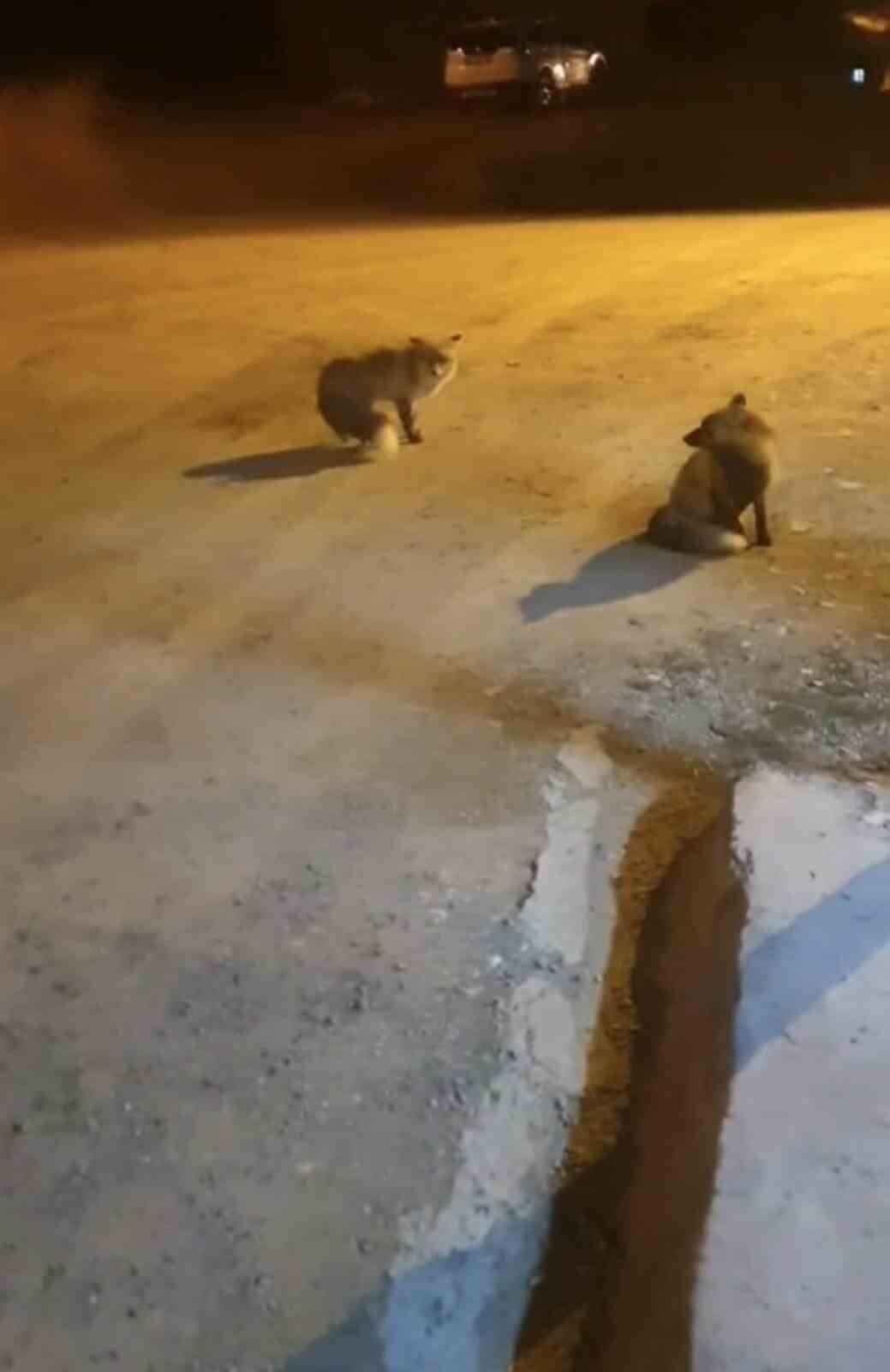 TRABZON'UN KÖPRÜBAŞI İLÇESİ TAŞLI YAYLASI'NDA YAZ AYLARINDA KASAPLIK YAPAN 61 YAŞINDAKİ RAFET...