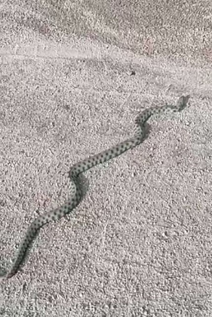 TUNCELİ’NİN ÇEMİŞGEZEK İLÇESİNE BAĞLI ULUKALE KÖYÜNDE YAŞAYAN ERKAN ASLAN, KIŞ MEVSİMİNE RAĞMEN...