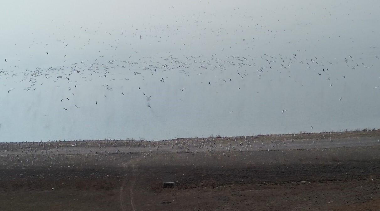 TÜRKİYE'NİN ÖNEMLİ SULAK ALANLARINDAN BİRİ HALİNE GELEN KARS BARAJ GÖLÜ, GÖÇMEN KUŞLARIN...