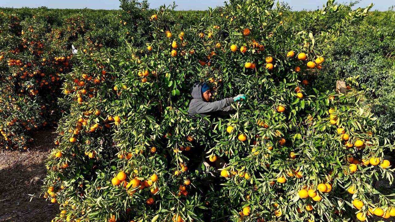 TÜRKİYE’NİN EN ÖNEMLİ NARENCİYE ÜRETİM MERKEZLERİNDEN ADANA’DA GEÇTİĞİMİZ AY TARIM İŞÇİLERİNİN 9...