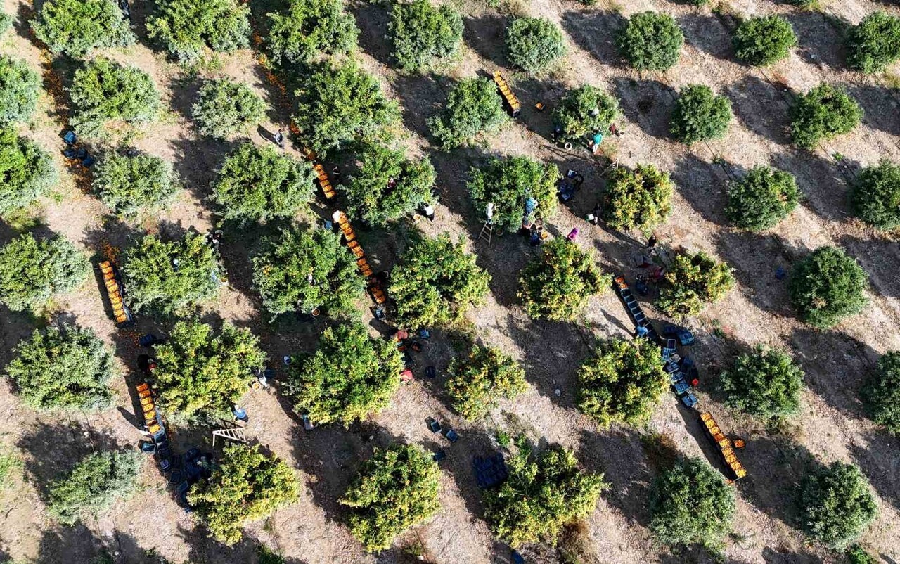 TÜRKİYE’NİN EN ÖNEMLİ NARENCİYE ÜRETİM MERKEZLERİNDEN ADANA’DA GEÇTİĞİMİZ AY TARIM İŞÇİLERİNİN 9...