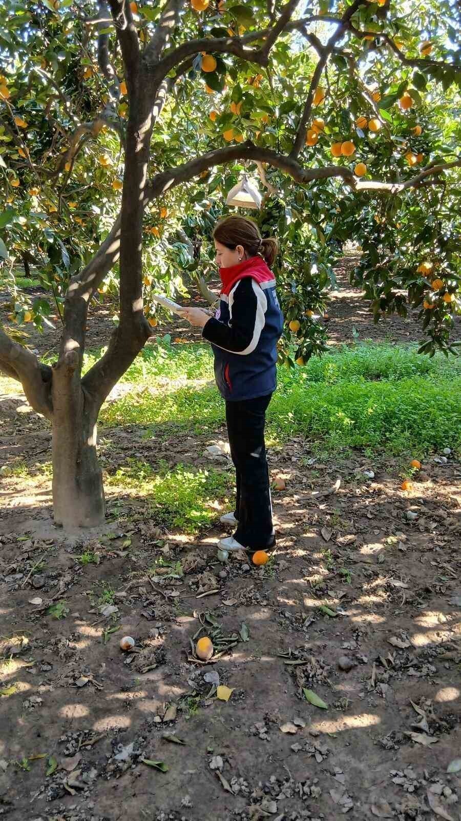 TÜRKİYE’NİN ÖNEMLİ TARIM KENTLERİNDEN OLAN AYDIN’IN SÖKE İLÇESİNDE, AKDENİZ MEYVE SİNEĞİNE KARŞI...