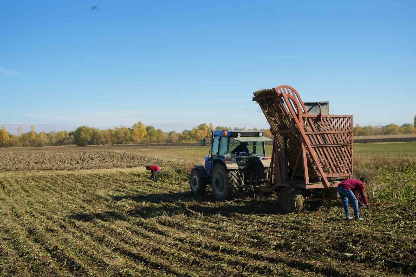 TÜRKİYE’NİN ÖNEMLİ TARIM MERKEZLERİNDEN BİRİ OLAN MUŞ OVASI’NDA, ÇİFTÇİLERİN AYLARCA EMEK VEREREK...