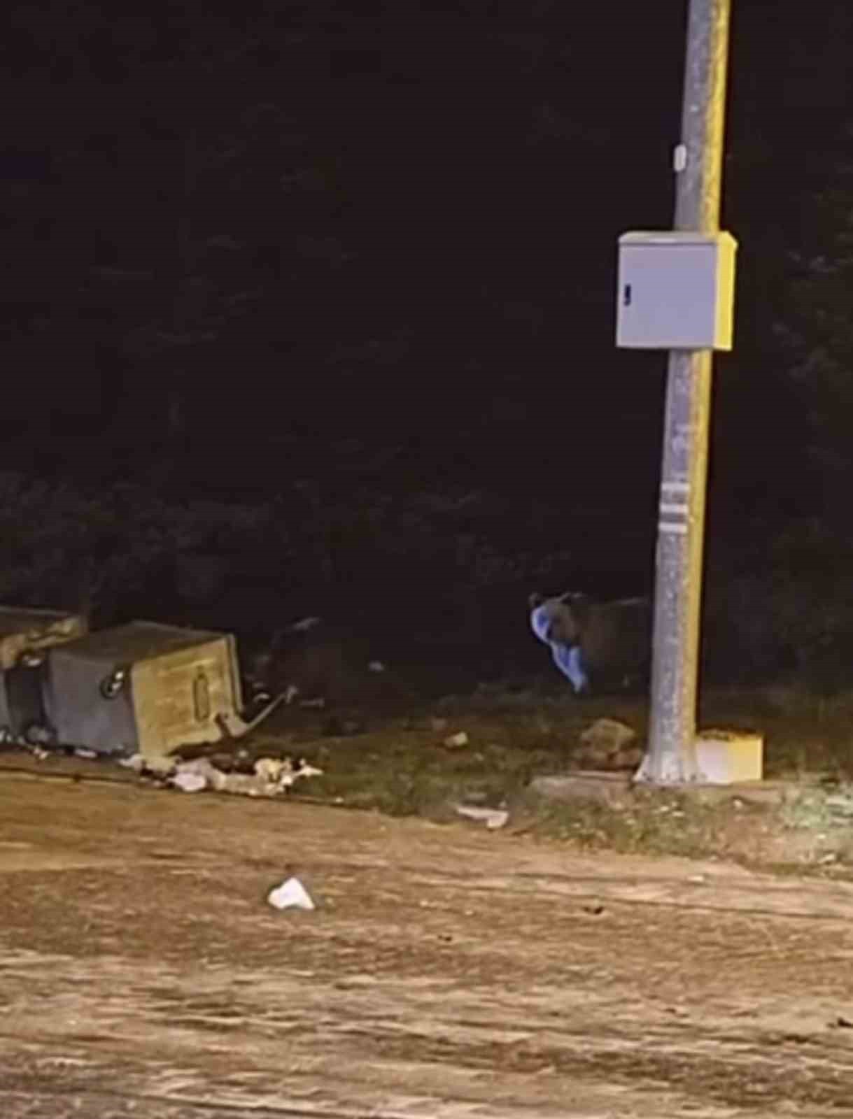 ULUDAĞ’DA KIŞ UYKUSUNA YATMAYAN AYILAR ÇÖP KONTEYNERLERİNİ TALAN ETTİ