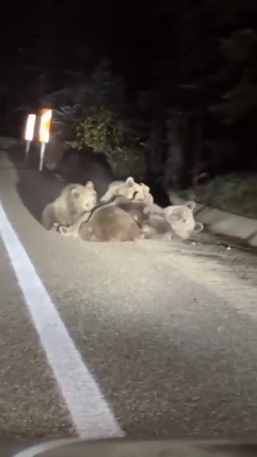 ULUDAĞ’DA VAHŞİ DOĞANIN EN TATLI ANI ANNE AYI YAVRULARINI EMZİRİRKEN GÖRÜNTÜLENDİ