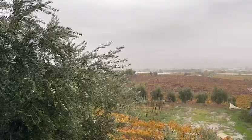 UZUN SÜREDİR YAĞMUR BEKLEYEN SARIGÖLLÜ ÜRETİCİLER, SAĞANAKLARIN ÜZÜM BAĞLARI VE EKİLİ ALANLARA CAN...