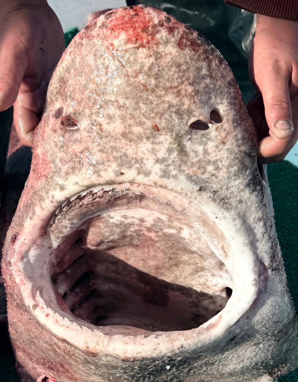 YALOVA AÇIKLARINDA BİR BALIKÇININ AĞINA 4 METRE UZUNLUĞUNDA VE YAKLAŞIK 300 KİLO AĞIRLIĞINDA PAMUK...