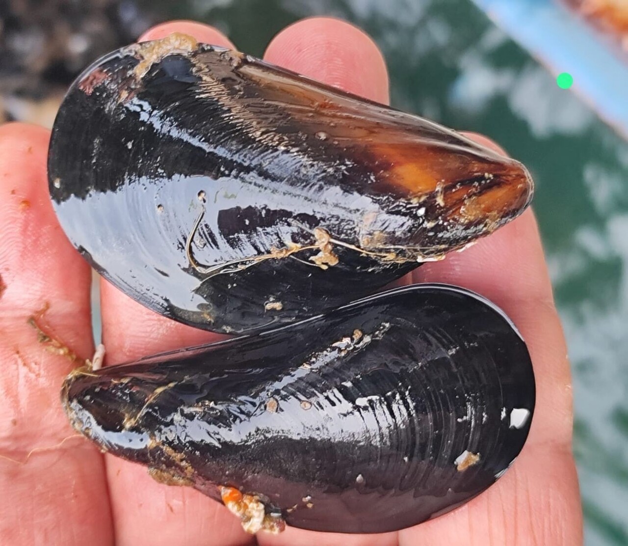 YALOVA, BALIKESİR VE ÇANAKKALE İLLERİ MİDYE YETİŞTİRİCİLERİ ÜRETİCİ BİRLİĞİ BAŞKANI ÖZERDEM...