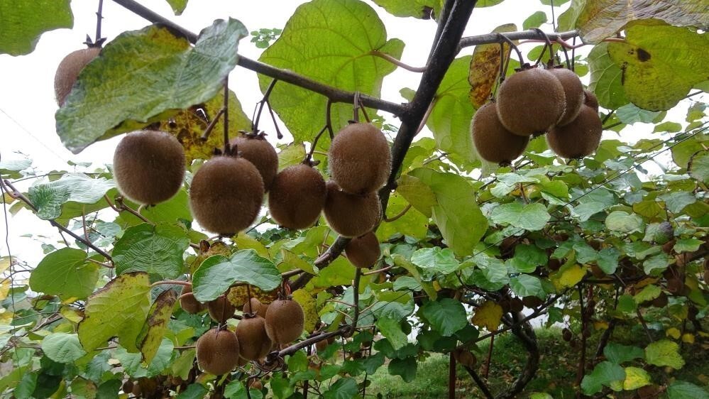 YALOVA ZİRAAT ODASI BAŞKANI ŞABAN BEŞLİ, BU YIL HEM ZİRAİ DON NEDENİYLE VERİMİN DÜŞMESİ HEM DE...