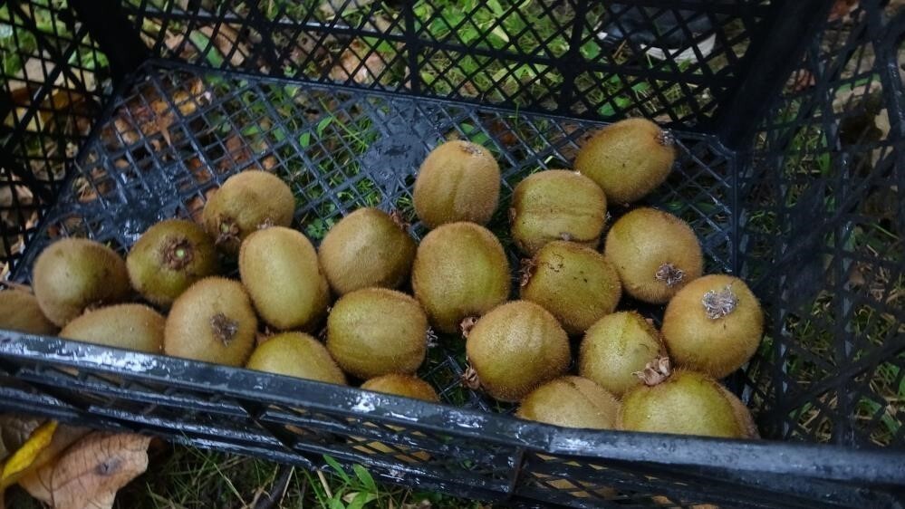 YALOVA ZİRAAT ODASI BAŞKANI ŞABAN BEŞLİ, BU YIL HEM ZİRAİ DON NEDENİYLE VERİMİN DÜŞMESİ HEM DE...