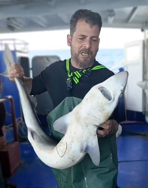 YASİN PÜSKÜLLÜ, AĞA TAKILAN KÖPEKBALIĞINI DENİZE BIRAKTI