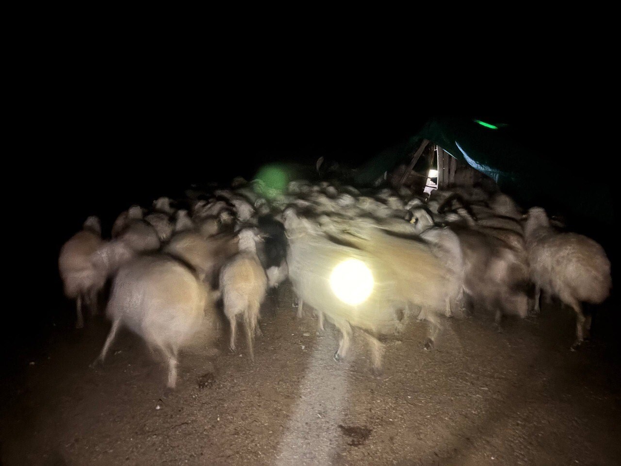 YOĞUN SİSTE KAYBOLAN 200 KOYUN DRONE DESTEKLİ ARAMAYLA BULUNDU