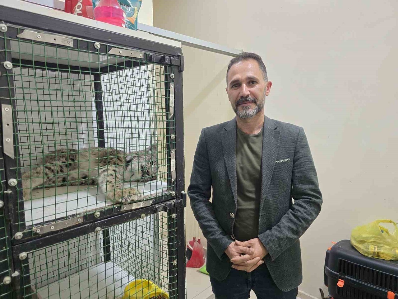 YOZGAT’IN AYDINCIK İLÇESİNDE YARALI HALDE BULUNAN VAŞAK MİLLİ PARKLAR EKİBİNE TESLİM EDİLDİ....