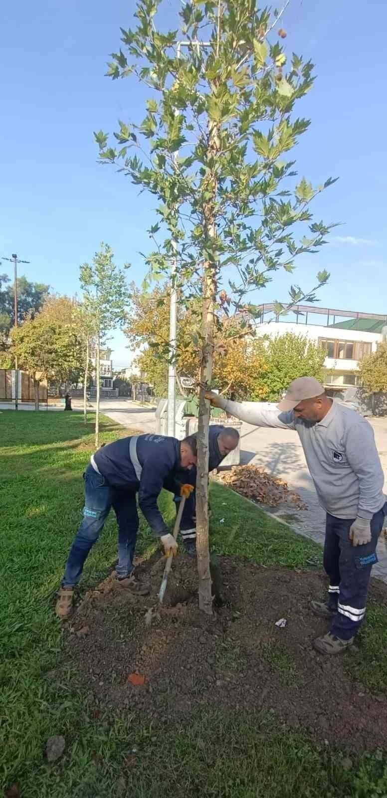YUNUSEMRE BELEDİYESİ, İLÇEDE YEŞİL ALANLARI ARTIRMAK AMACIYLA AĞAÇLANDIRMA ÇALIŞMALARINA DEVAM...