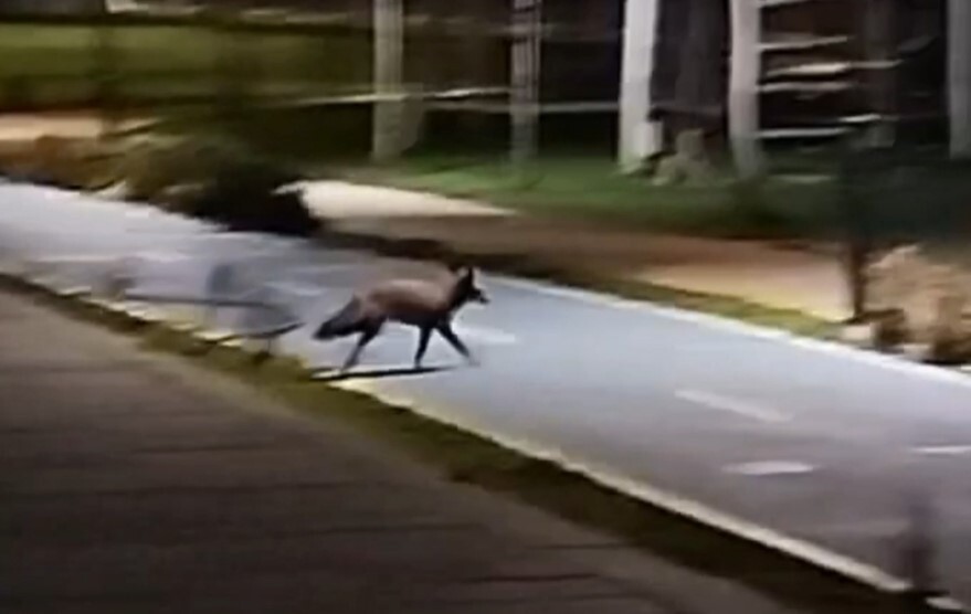 YÜRÜYÜŞE ÇIKAN VATANDAŞIN KAMERASINA TAKILDI: MİLLET BAHÇESİ’NDE TİLKİ GÖRÜLDÜ