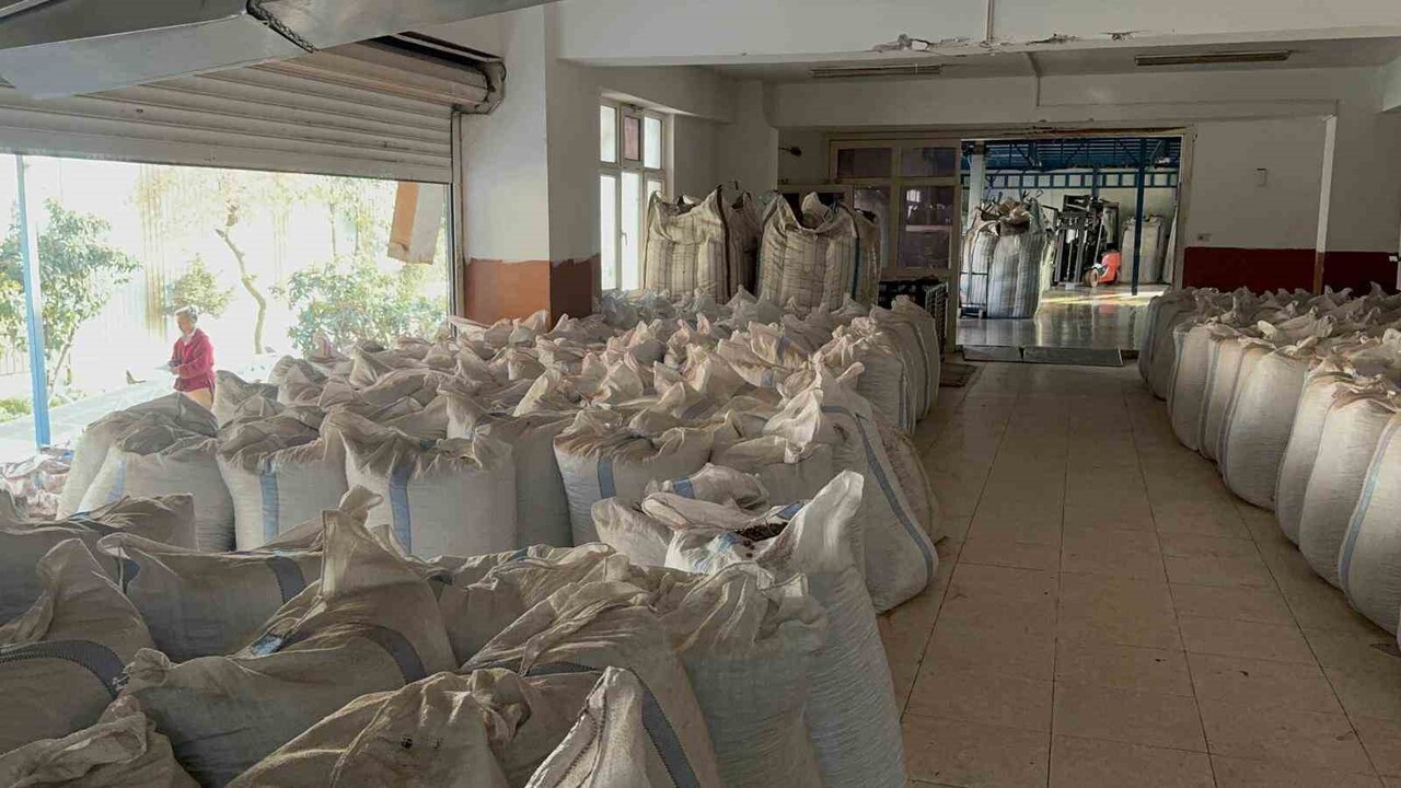 ZONGULDAK (İHA) - FINDIK FİYATLARI KASIM AYINDAN BU YANA YATAY SEYRETMEYE DEVAM EDERKEN, TÜCCARLAR...