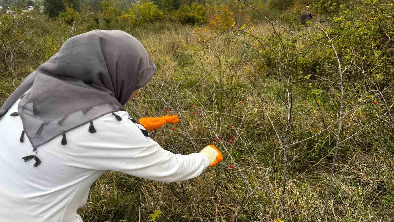 ZONGULDAK (İHA) - ZONGULDAK’IN ALAPLI İLÇESİNİN ORMANLIK ALANLARINDA YETİŞEN VE "DOĞAL VİTAMİN...