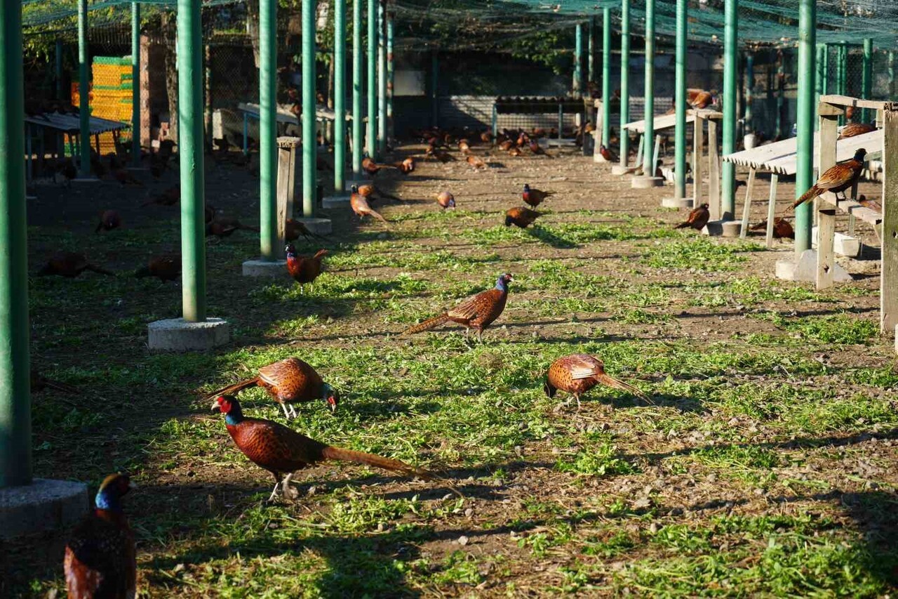 2025 YILINDA SAMSUN VE ÇEVRE İLLERİNE DOĞAYA BIRAKILAN 3 BİN SÜLÜN, FINDIK VE TARIM ALANLARINDA...