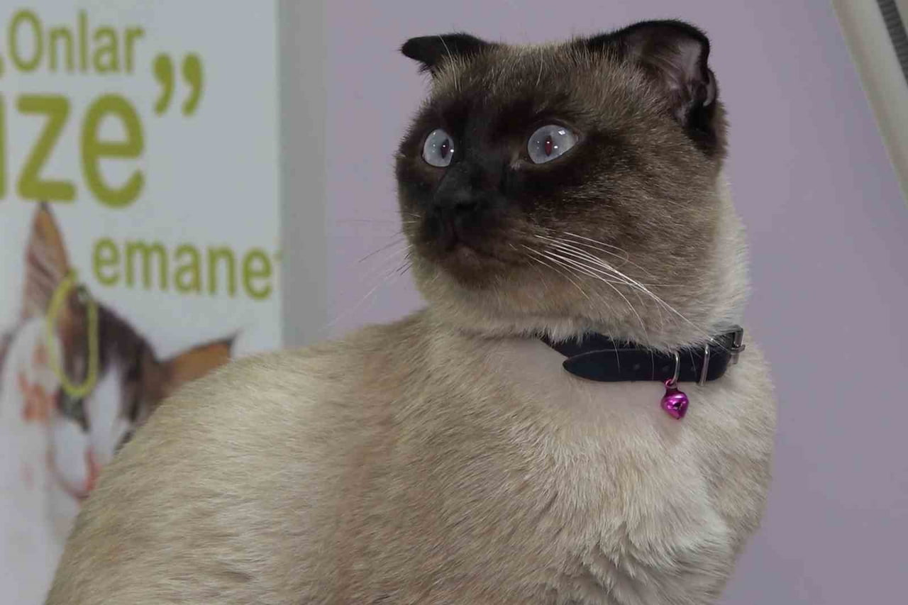 31 ARALIK SON GÜN OLARAK BELİRLENEN TARİHTE, KEDİ VE KÖPEĞİNE MİKROÇİP TAKTIRMAYAN EVCİL HAYVAN...