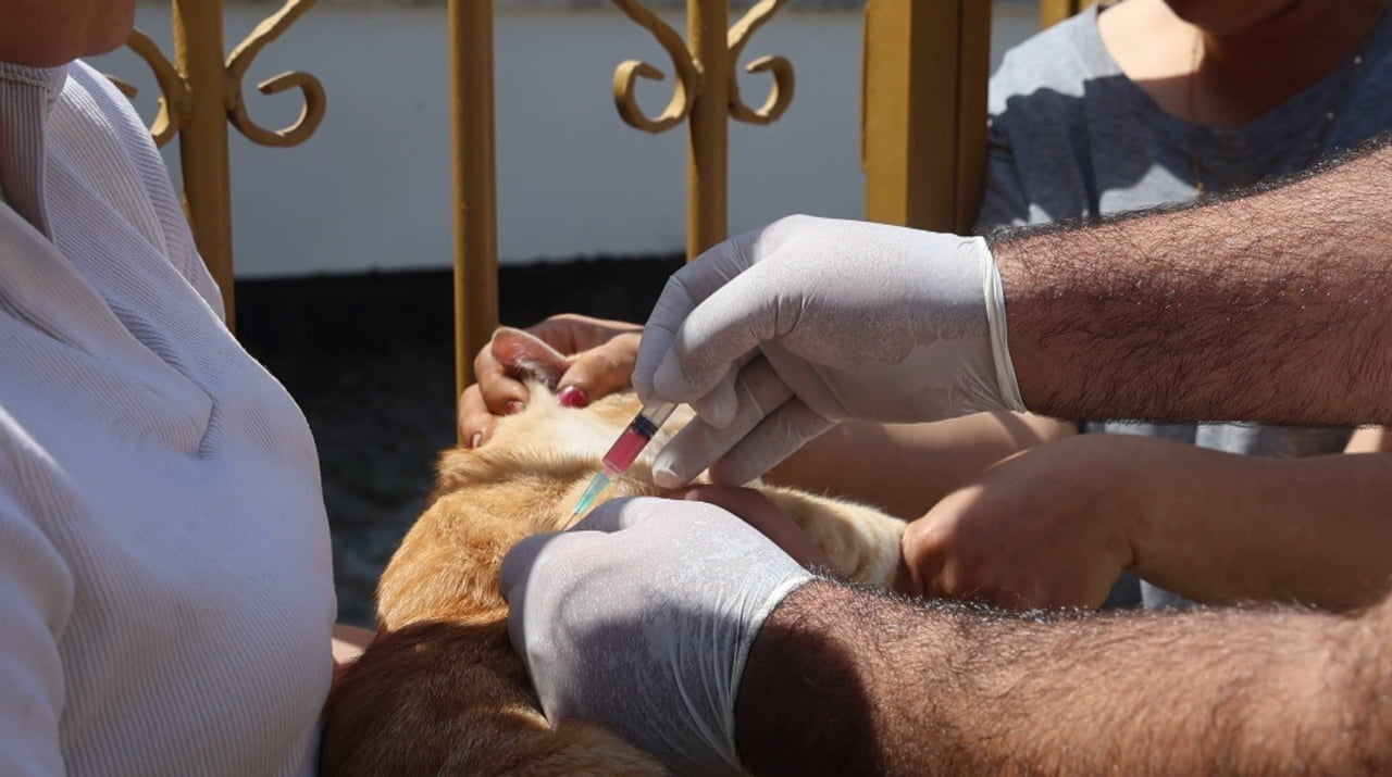 ADANA'DA 2025 YILINDA 3 BİN 865 KEDİ VE 3 BİN 577 KÖPEĞE ÇİP TAKILDIĞI BİLDİRİLDİ. ...