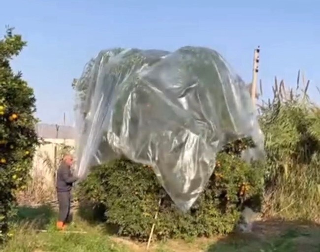 ADANA’DA ÇİFTÇİ AŞIRI YAĞMURDA MANDALİNA ZARAR GÖRMESİN DİYE AĞACA NAYLON GEÇİREREK ÖNLEM...