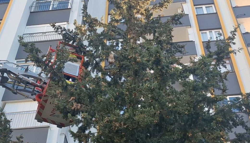 ADANA’DA KÖPEKTEN KAÇAN KEDİ AĞAÇTA 3 GÜN MAHSUR KALDI. KEDİ İTFAİYE EKİPLERİ TARAFINDAN...