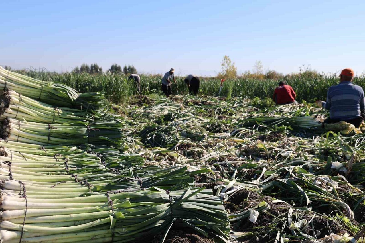 ADANA’NIN KOZAN İLÇESİNDE YETİŞTİRİLEN PIRASADA HASAT DÖNEMİ BAŞLADI. DÖNÜMDE 5-6 TON REKOLTE ELDE...