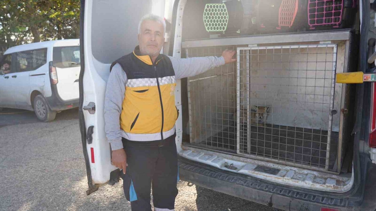 ADIYAMAN BELEDİYESİ VETERİNER İŞLERİ MÜDÜRLÜĞÜ EKİPLERİ, 1 YAŞINDAKİ TİLKİYİ 3 HAFTALIK TEDAVİ...