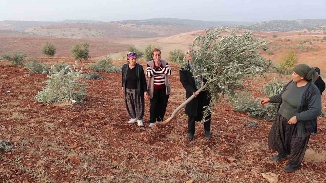 ADIYAMAN’IN BESNİ İLÇESİNDE 500 DÖNÜM ARAZİ İÇERİSİNDE BULUNAN 10 BİN KÖK MEYVE AĞACI, KİMLİĞİ...