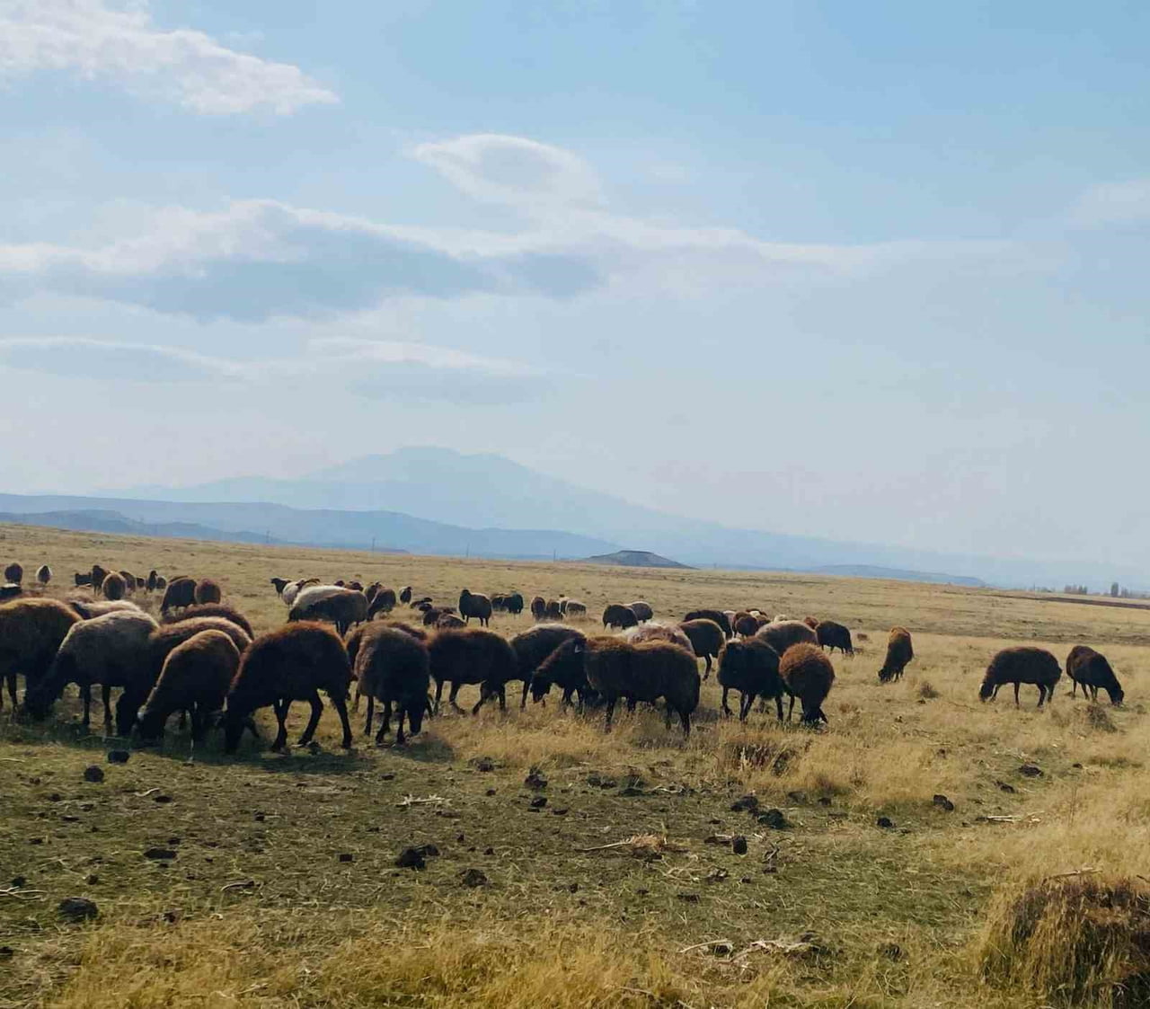 AĞRI'DA ILIMAN KIŞ BESİCİLERİN YÜZÜNÜ GÜLDÜRDÜ