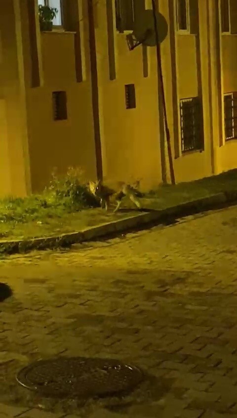 AKŞAM SAATLERİNDE YİYECEK ARAMAK İÇİN ŞEHRE İNEN TİLKİ VATANDAŞIN KAMERASINA TAKILDI. UZUN SÜRE...