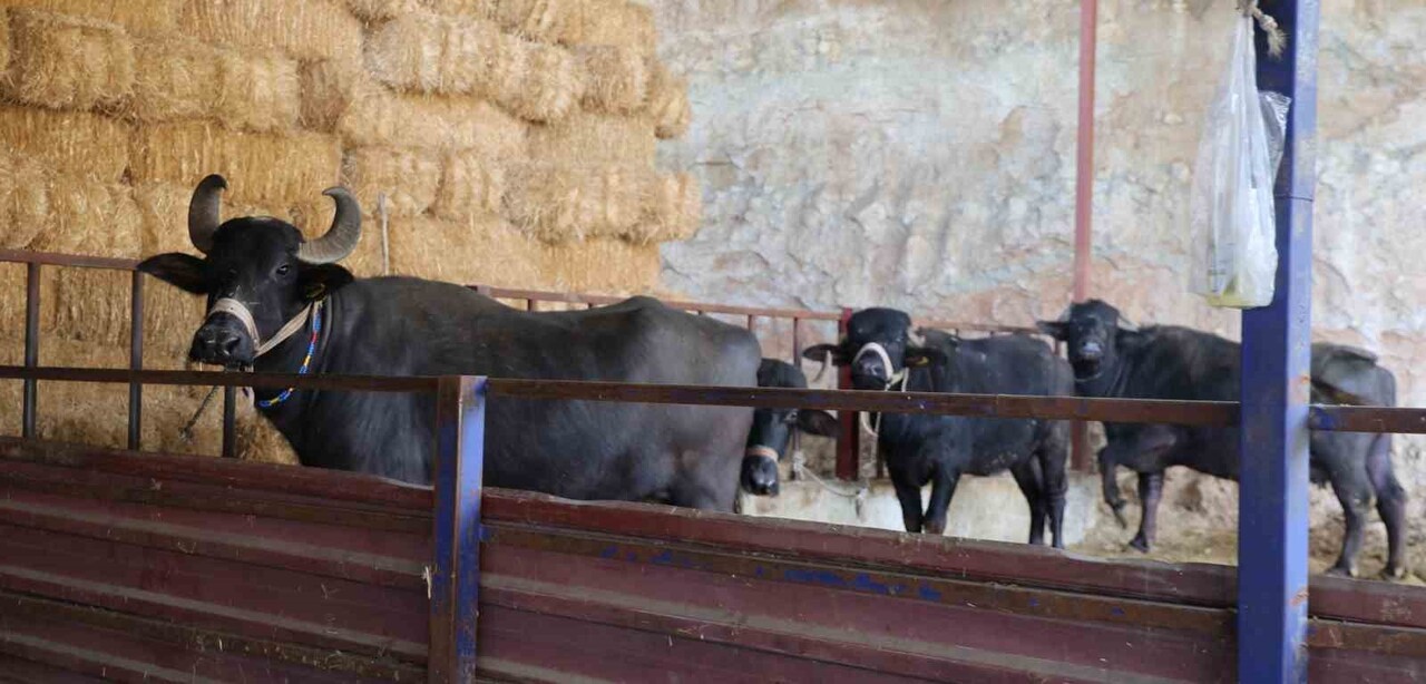 ALİ VE SANİYE İRGE ÇİFTİNİN MANDA ÇİFTLİĞİ