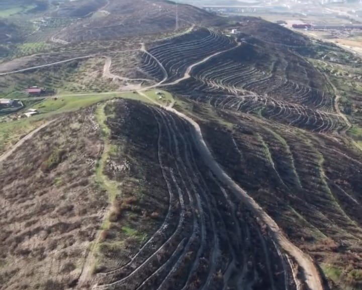 ALİAĞA VE FOÇA’DAKİ YANAN ORMAN ALANLARI YENİDEN YEŞİLE KAVUŞUYOR