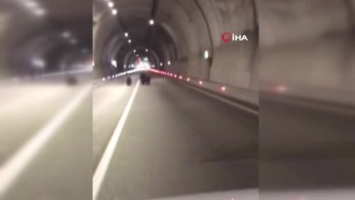 Amasra tünelinde 3 ayı görüntülendi