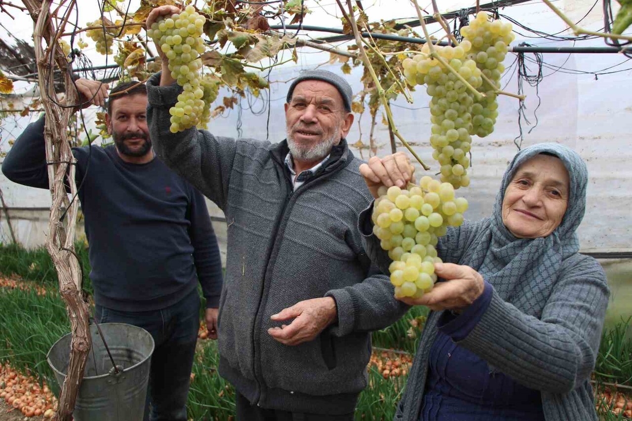 AMASYA’DA YAŞAYAN BAHÇIVAN NİNE, SERASINDA YETİŞTİRDİĞİ RENGARENK ÜZÜMLERİ ARALIK AYINDA BİLE...