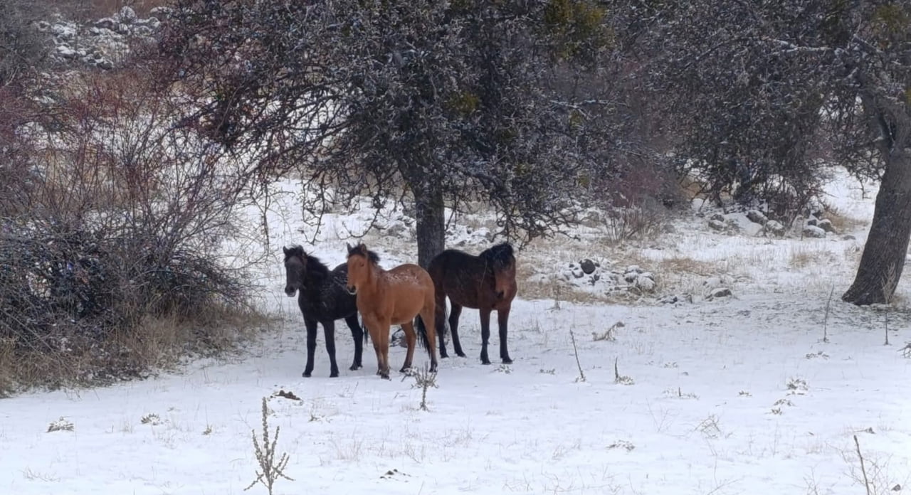 ANKARA’NIN BEYPAZARI İLÇESİNDE KAR ALTINDA GÖRÜNTÜLENEN YILKI ATLARI KARTPOSTALLIK GÖRÜNTÜLER...