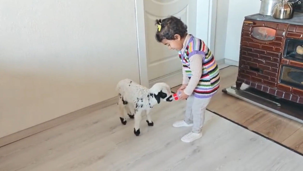 ANNESİNİN REDDETTİĞİ KUZUYA 3 YAŞINDAKİ EZO’NUN ŞEFKATİ YÜREKLERİ ISITTI