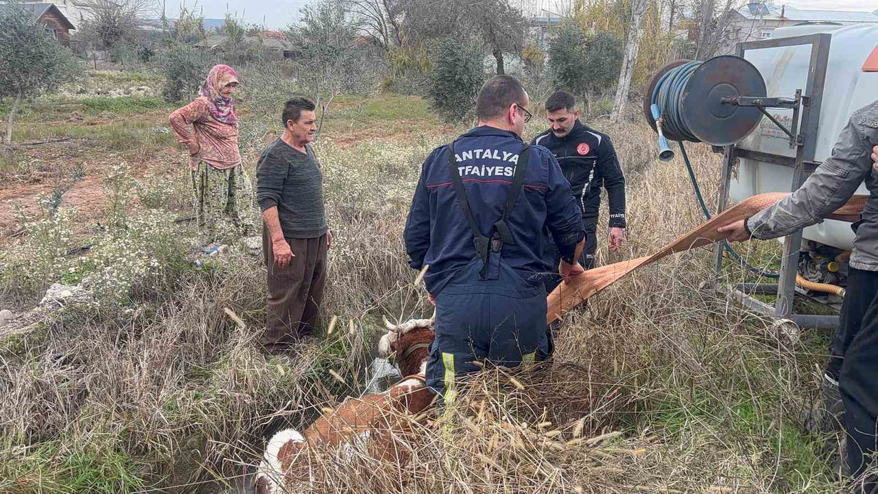 ANTALYA’NIN SERİK İLÇESİNDE MERADA OTLARKEN SU İÇMEK İSTERKEN SULAMA KANALINA DÜŞEN İNEK, İTFAİYE...