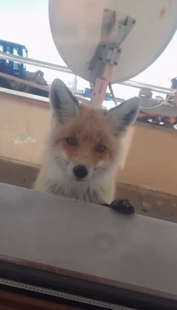 ARDAHAN'I ARTVİN'E BAĞLAYAN SAHARA GEÇİDİNDE BULUNAN KARAYOLLARI BAKIM EVİNİN MİSAFİRİ TİLKİ...