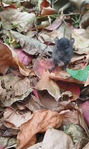 ARTVİN’İN KÖY HAYATI YAŞAYAN HÜLYA DOKUR’UN BAHÇESİNE GİREN FAREYLE KONUŞUP HURMA YEDİRDİĞİ ANLAR...