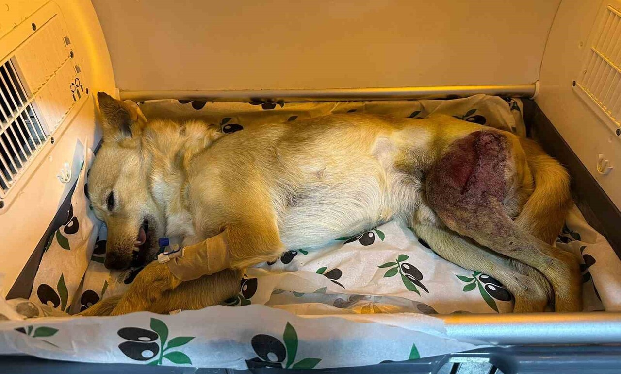AYAĞINDA PARÇALI KIRIK OLUŞAN KÖPEK 2 SAATLİK AMELİYAT İLE ESKİ SAĞLIĞINA KAVUŞTU