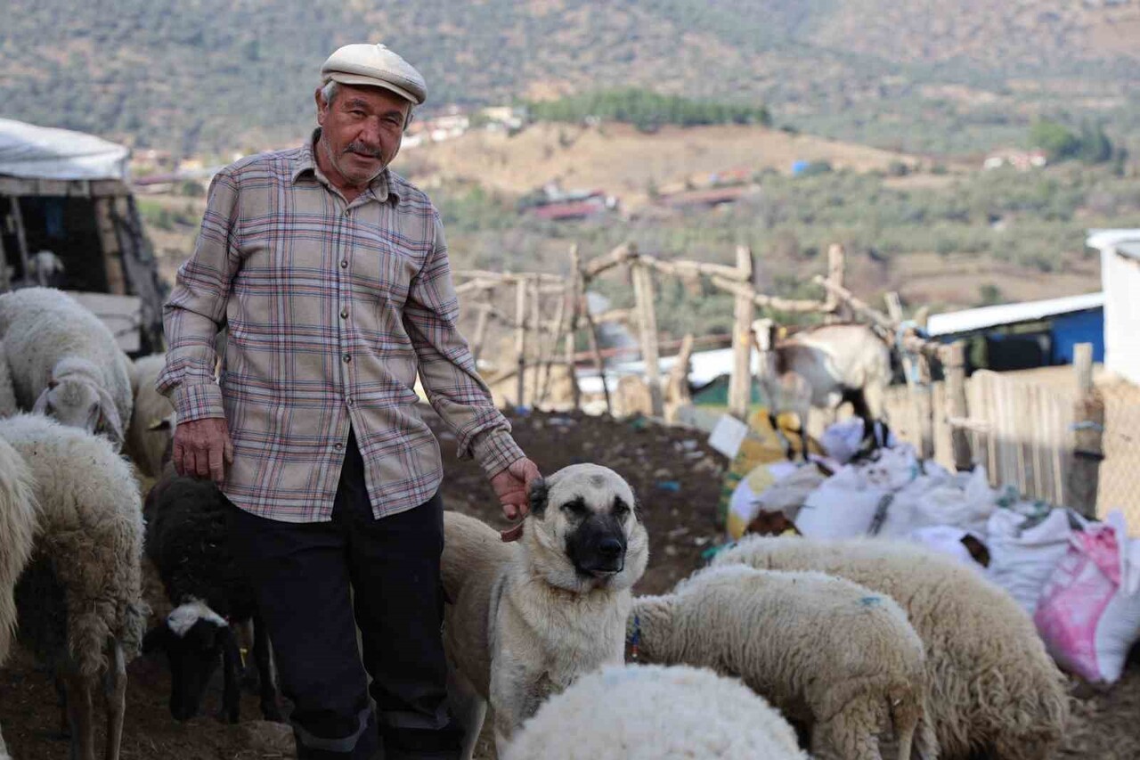AYDIN'IN BOZDOĞAN İLÇESİNDE YAŞAYAN ÇOBAN ONUR DURMUŞ HAYVANCILIĞIN İÇİNDEN GEÇTİĞİ ZORLUKLARI...