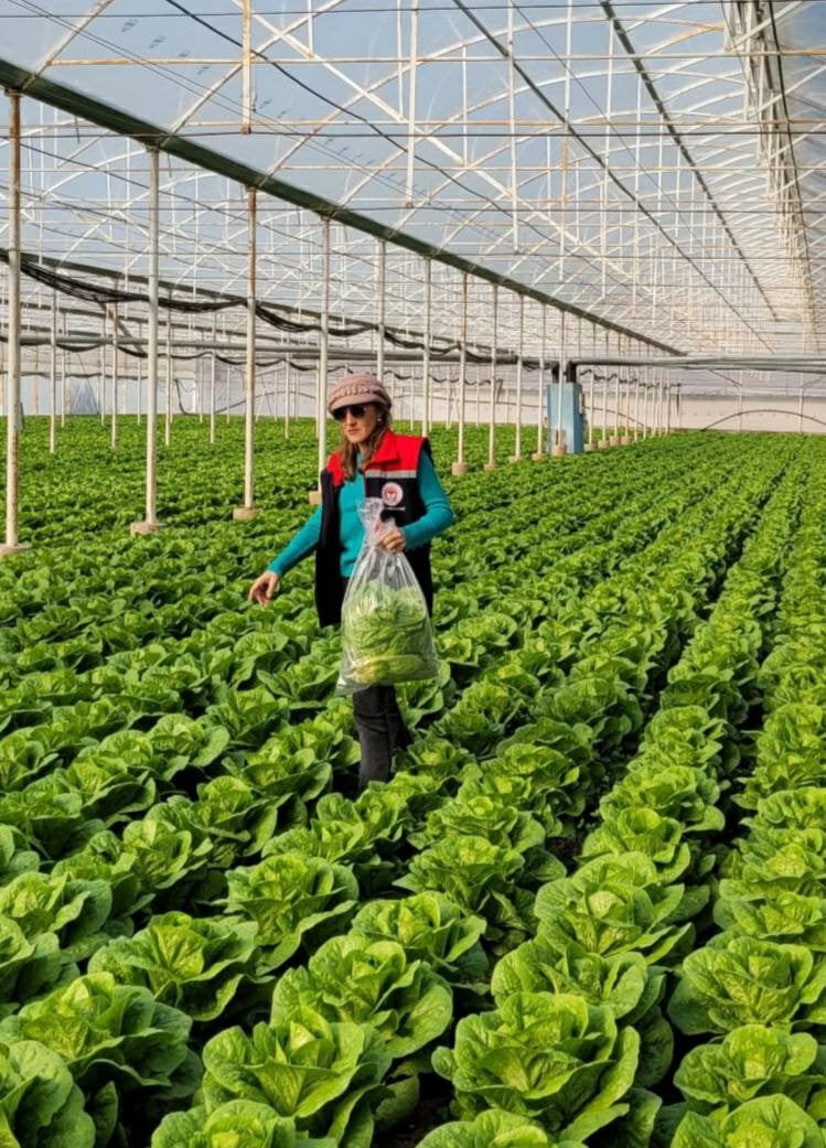 AYDIN'IN BUHARKENT İLÇESİNDE HASAT ÖNCESİ PESTİSİT PROGRAMI KAPSAMINDA ZEYTİN, PORTAKAL VE...