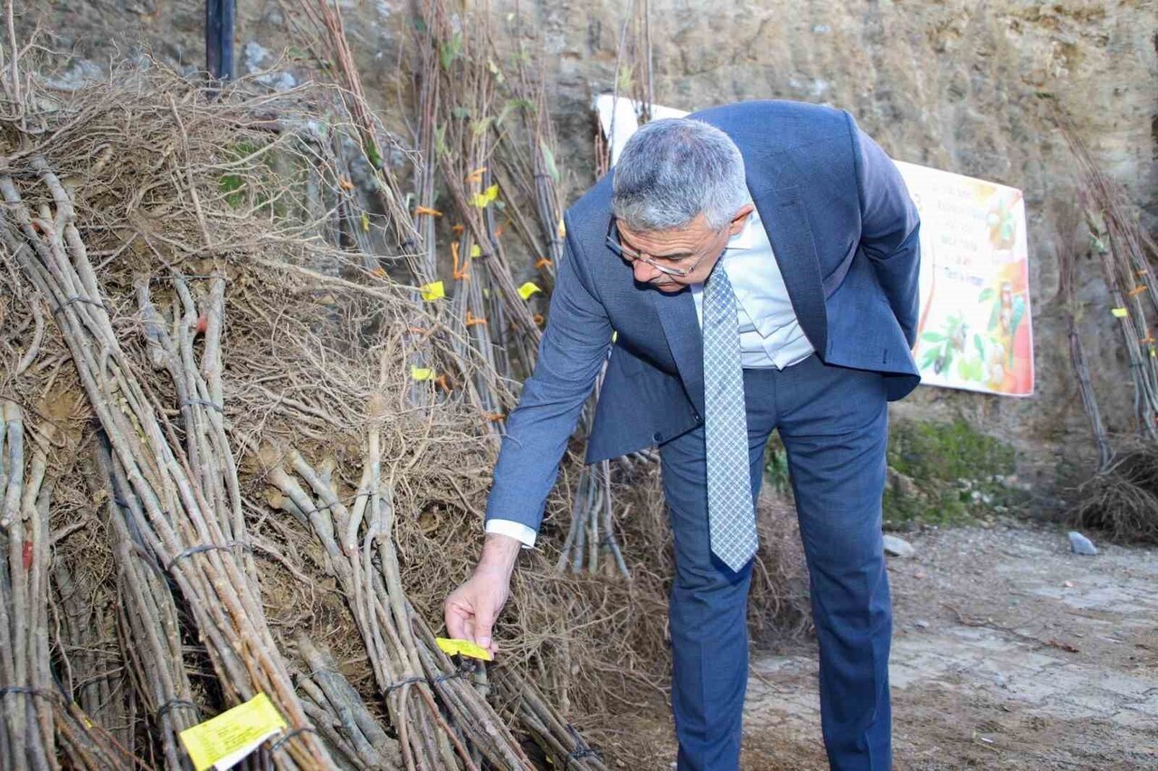 AYDIN'IN KÖŞK İLÇESİNDE KESTANE FİDANLARI ÜRETİCİLERE DAĞITILIRKEN, KÖŞK BELEDİYE BAŞKANI NURİ...