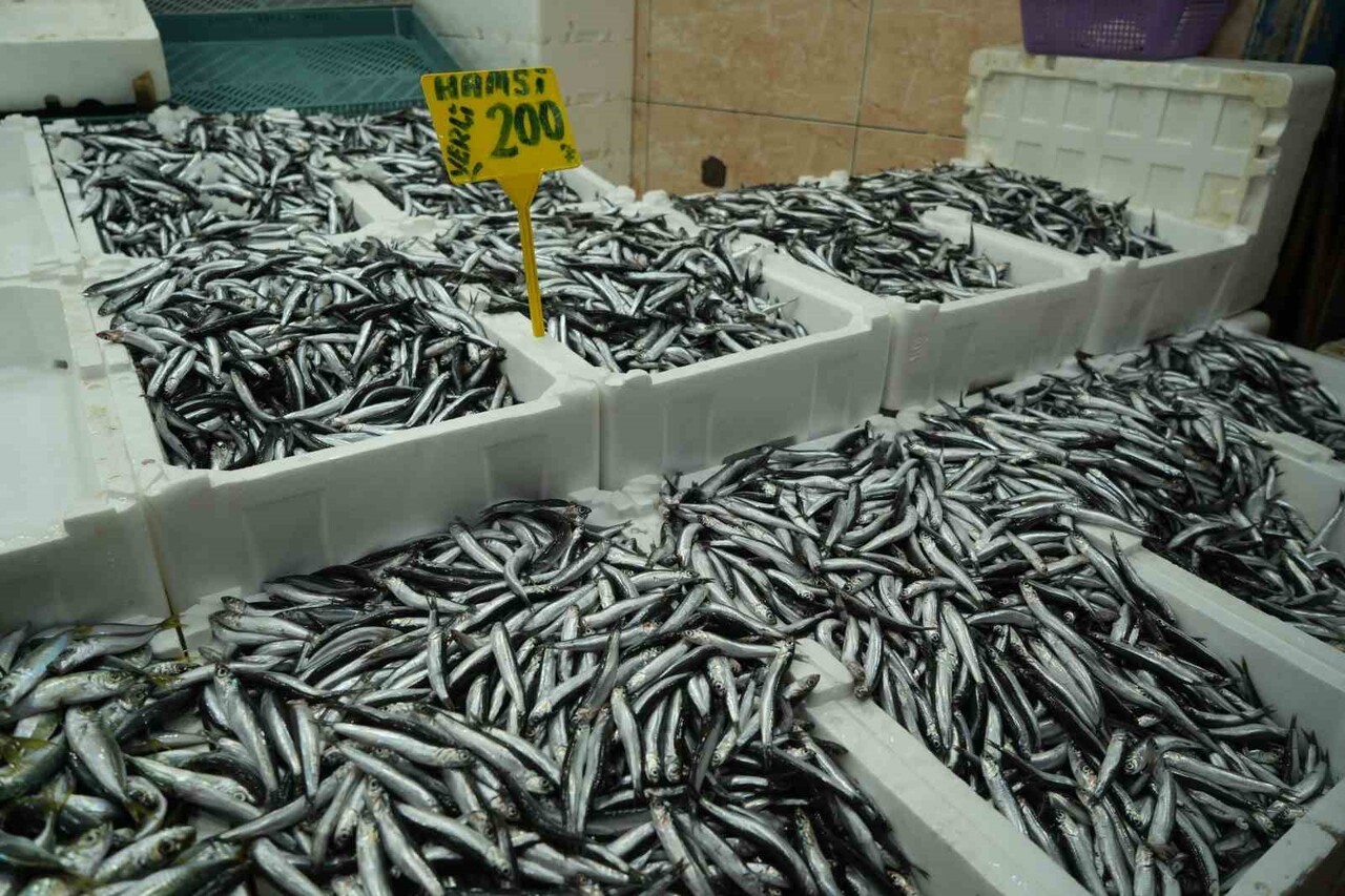 BALIK SEZONUNUN AÇILIŞININ ARDINDAN FİYATI 50 TL KADAR GERİLEYEN HAMSİNİN FİYATI, BALIK BOLLUĞUNUN...