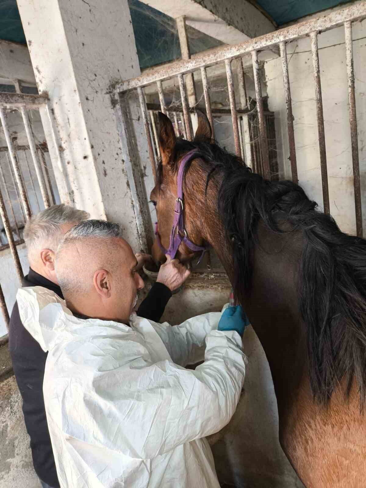 BARTIN'DA YETİŞTİRİLEN SAFKAN İNGİLİZ YARIŞ ATI WEEPİNG TREE, SAĞLIK KONTROLÜNDEN...